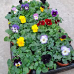 Kotimaiset kestävät oman tuotantomme orvokit tuovat väri-iloa kevääseen ja kestävät muutaman pakkasasteenkin