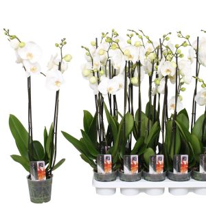 Valkoisia perhoskämmekkä ruukkukukkia