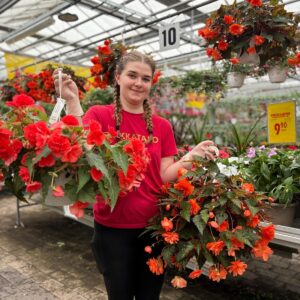 Begonia Beauty amppelissa kukkii runsaasti kerrotuin kukin auringossa tai puolivarjossa