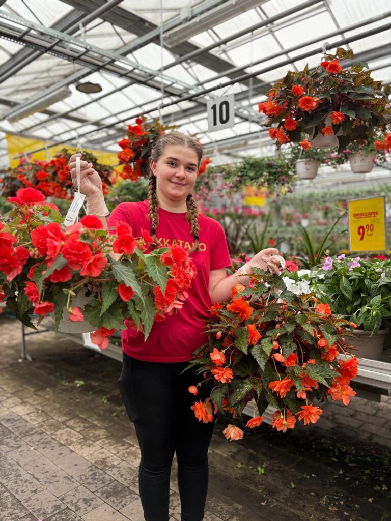 Begonia Beauty amppelissa kukkii runsaasti kerrotuin kukin auringossa tai puolivarjossa