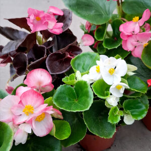 Kesäbegonia on suosittu kesäkukka hautausmailla ja kesäkukkaistutuksissa puolivarjoisella kasvupaikalla