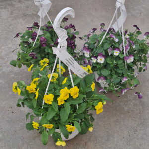 Orvokki on kevään ensimmäisiä kukkivia ja se kukkii hyvin lannoitettuna ja hoidettuna koko kesän