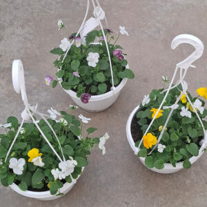 Orvokki on kevään ensimmäisiä kukkivia ja se kukkii hyvin lannoitettuna ja hoidettuna koko kesän