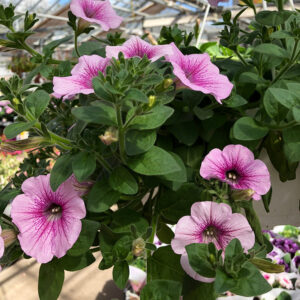 Surfinia Petunia on näyttävä kesäkukka joko amppeliin