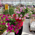 Surfinia Petunia on näyttävä kesäkukka joko amppeliin