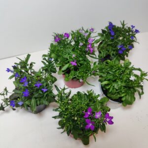 Lobelia viihtyy auringossa ja puolivarjossa