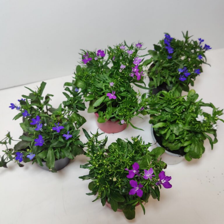 Lobelia viihtyy auringossa ja puolivarjossa