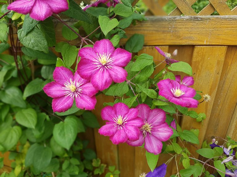 Monivuotisia jalokärhöjä löytyy laaja valikoima sekä isokukkaisia jalokärhöjä ja loistokärhöjä että pienikukkaisia lajikkeita