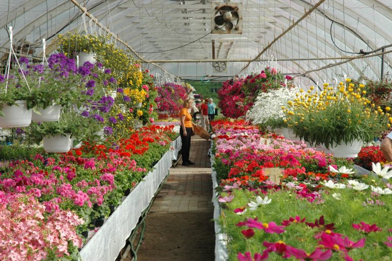 Pirilän Kukkatalo tuottaa vuosittain valtavan määrän erilaisia kesäkukkia ruukuissa ja amppeleissa