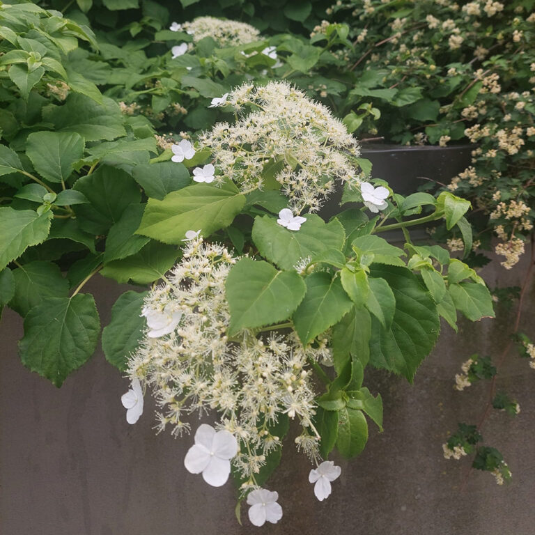 Köynnöshortensia Hydrangea anomala ssp. petiolaris 1