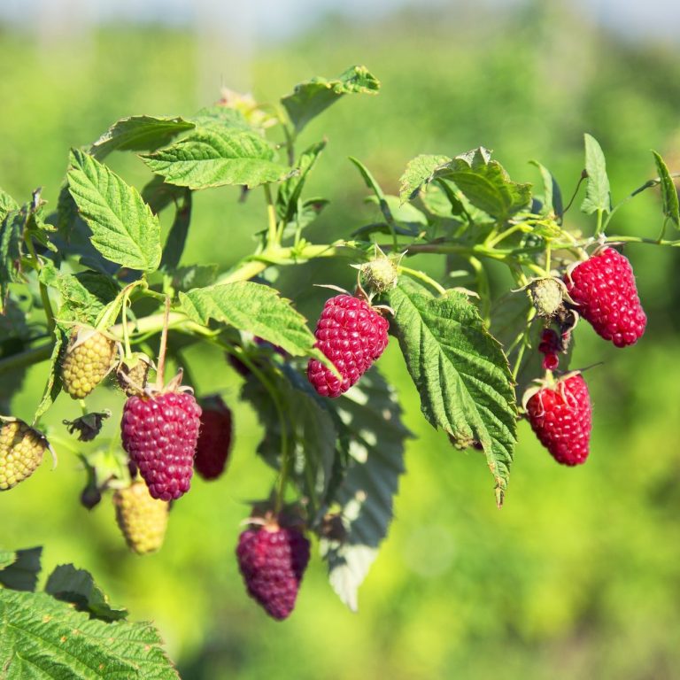 Valikoimissamme paljon erilaisia vadelmapensaslajikkeita, valitse vadelmalle lämmin ja suojaisa kasvupaikka