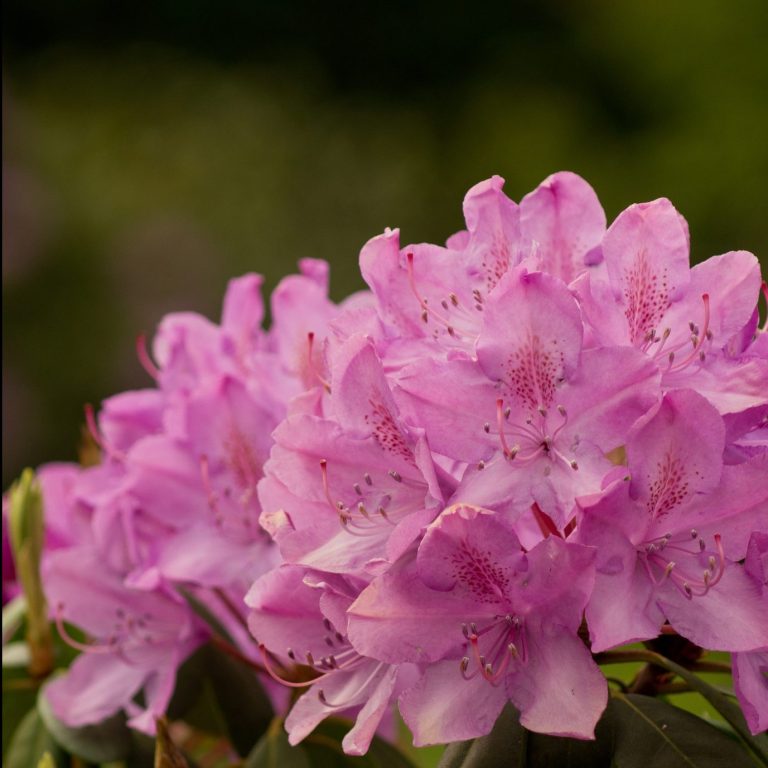 Alppiruusut ja atsaleat viihtyvät pääasiassa puolivarjossa ja varjossa happamassa maassa