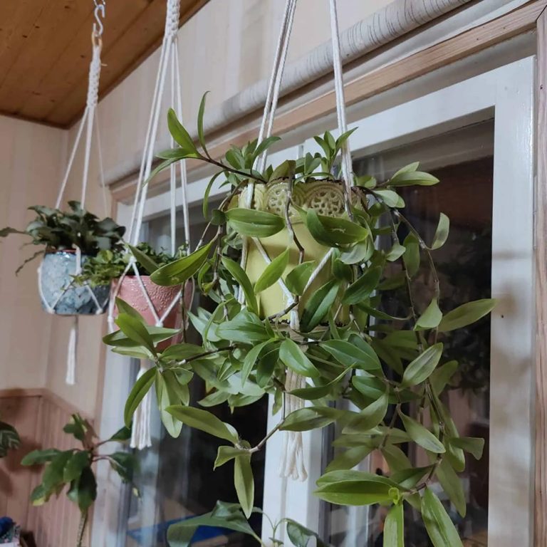 Vinkit viherkasvien hoitoon talviaikaan