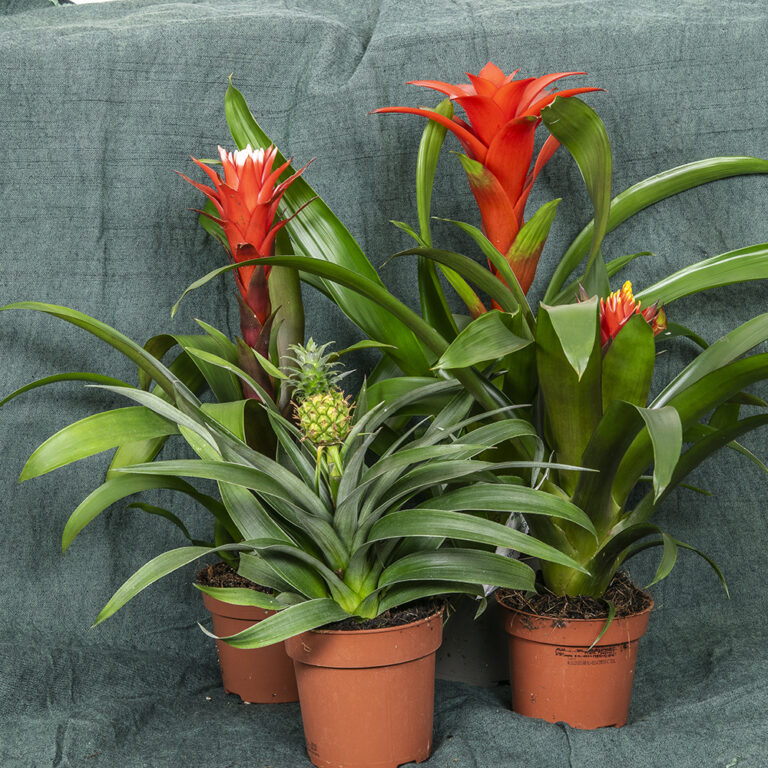 Ananaslajitelmassa erilaisia ananaskasveja mm. timanttiananaksia ja hedelmäananaksia