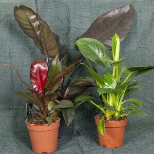 Lajitelma erilaisia köynnösvehkoja