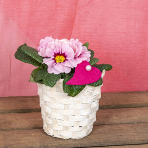 Ystävänpäiväksi kiva esikkoistutus korissa