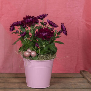 Ystävänpäiväksi kestävä krysanteemi vaaleanpunaisessa sinkkiämpärissä