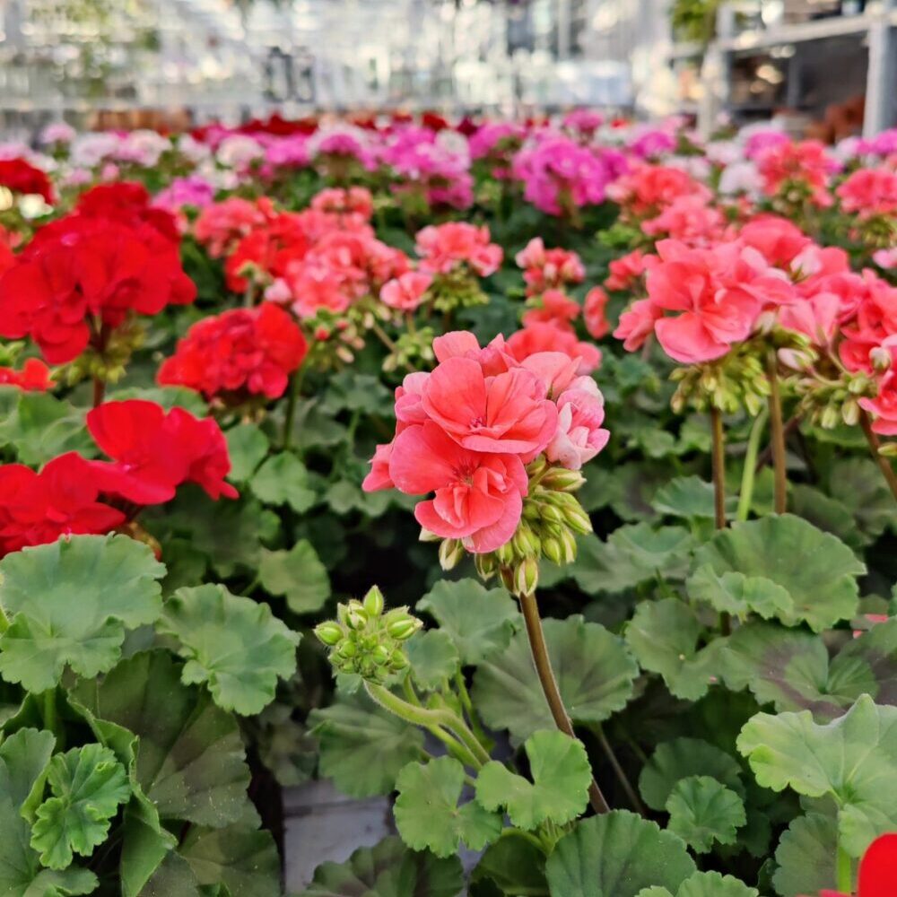 Pelargoni on perinteinen auringossa viihtyvä kesäkukka, kotimaista omasta tuotannostamme