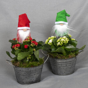 Punainen tai valkoinen tulilatva sinkkiruukussa, koristeena puna- tai vihreänuttuinen joulupukkikoriste