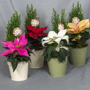 Sinkkiämpäriin istutettuna joulutähti ja vihreä sypressi, koristeena sammalta ja tähtitikku