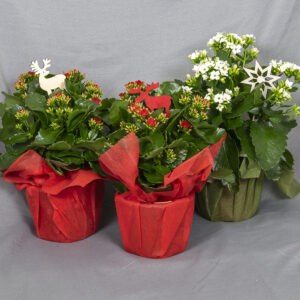 Kotimainen iso punainen ja valkoinen koristeltu tuoksuton tulilatva kuitukankaassa