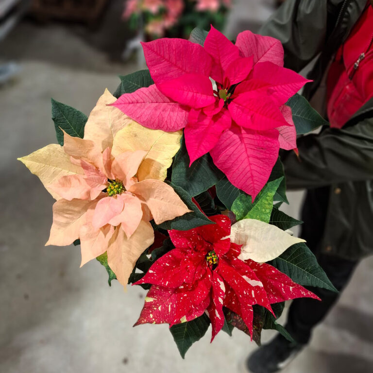 Kotimainen joulutähti on joulun ehdoton suosikki ja niitä löydät meiltä monissa väreissä