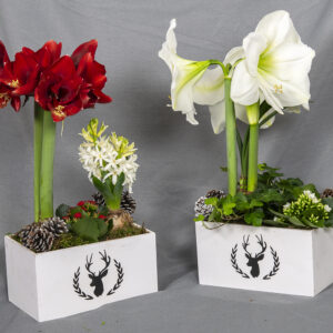 Puulaatikossa kotimainen punainen tai valkoinen amaryllis ja hyasintti tai muratti sekä minitulilatva, käpyjä ja sammalta