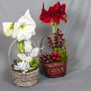 Näyttävä kotimainen amaryllis sekä mähkä ja mehiruusuke sankakorissa