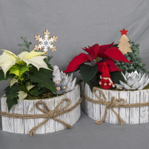 Joulutähti, hernesypressi ja mehiruusuke soikeassa puuastiassa