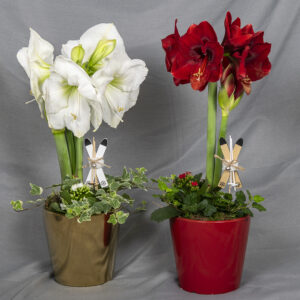 Valkoinen tai punainen kotimainen amaryllis keraamisessa suojaruukussa