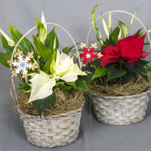 Sankakorissa iso kotimainen punainen tai valkoinen joulutähti sekä viirivehka, koristeet ja meriheinää