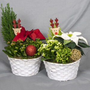 Joulutähti, tuliliatva, mähkä ja sypressi korissa