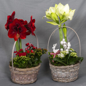 Jouluinen istutus sankakorissa: amaryllis, tulilatva ja mähkä sekä koristeet. Valkoisena tai punaisena.