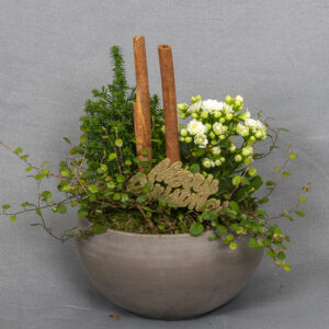 Laakeassa saviruukussa valkoinen tulillatva, sypressi ja lankaköynnös