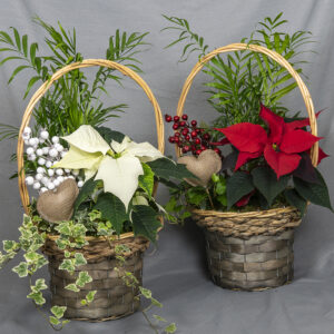 Korkeasankaisessa korissa iso kotimainen punainen tai valkoinen joulutähti sekä vuoripalmu ja muratti, marjoja ja sammalta