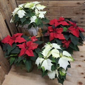 Kotimainen monilatvainen M-kokoinen joulutähti punaisena ja valkoisena