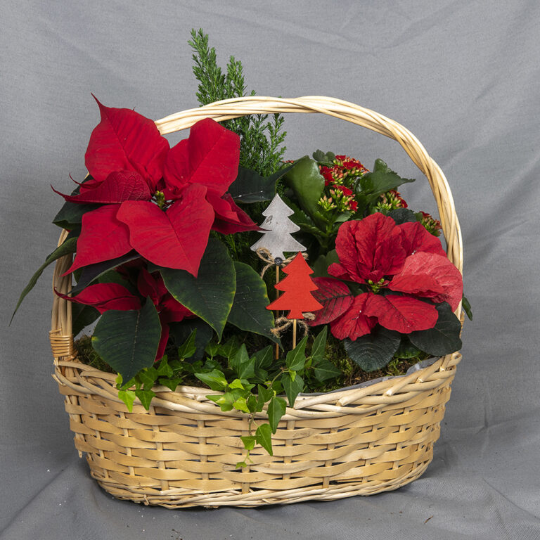 Pajukorissa kotimaiset joulutähti, Christmas Mouse joulutähti jja tulilatva sekä sypressi ja muratti, koristeet ja sammalta