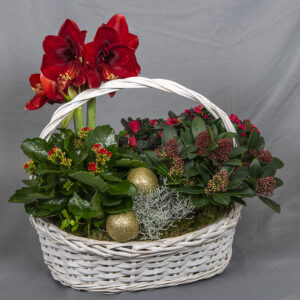 Upeassa istutuksessa kotimainen amaryllis ja tulilatva sekä ruukkuatsalea, skimmia, muratti ja hopealanka, koristeet ja sammalta