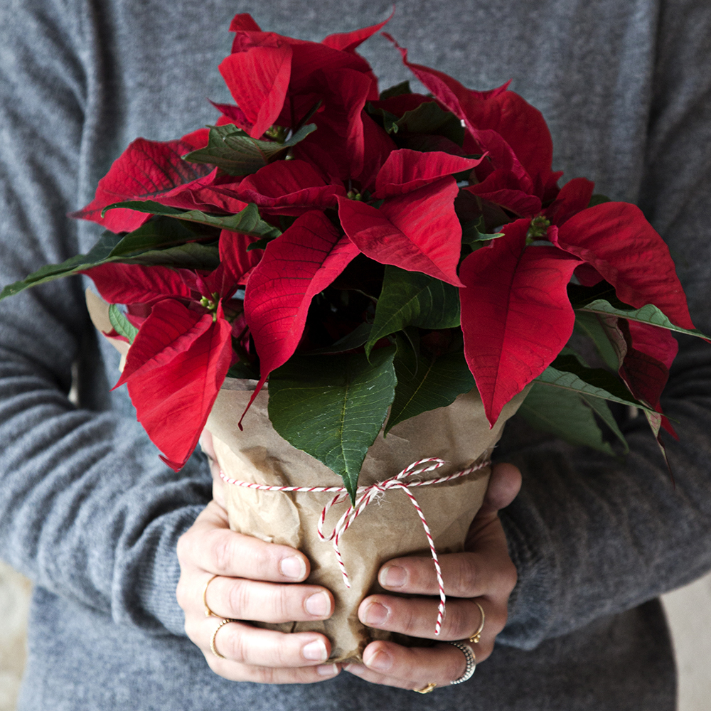 Kotimaiset suositut joulutähdet omasta tuotannostamme yksilatvaisina ja monilatvaisina