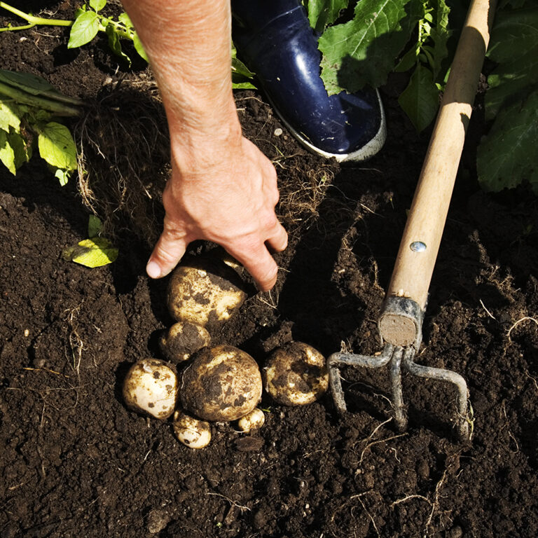 Kylvä oman sadon perunat laadukkaista kotimaisista siemenperunoista
