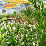 Pirilän Kukkatalossa on talvesta kevääseen ja loppukesästä jouluun runsas valikoima erilaisia viherkasveja