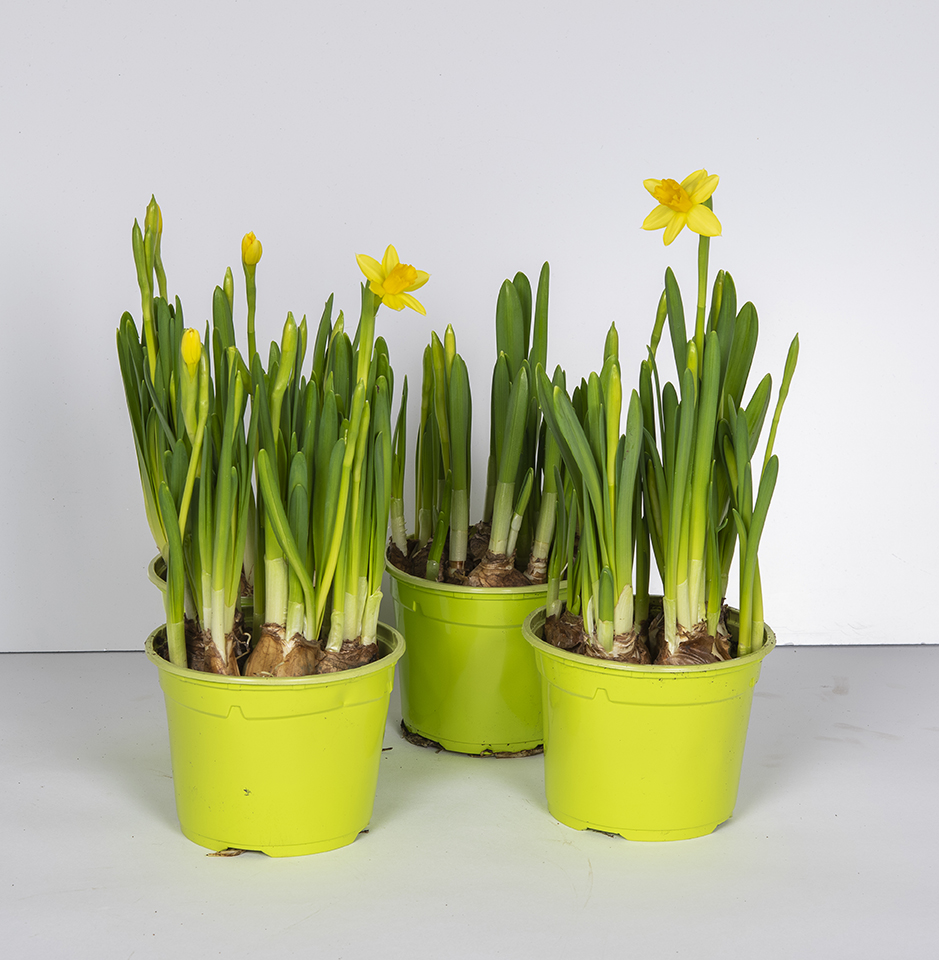 Kotimainen pikku pakkastakin kestävä ruukkunarsissi tetenarsissi