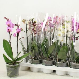 Erivärisiä 2-vanaisia perhoskämmekkä ruukkukukkia