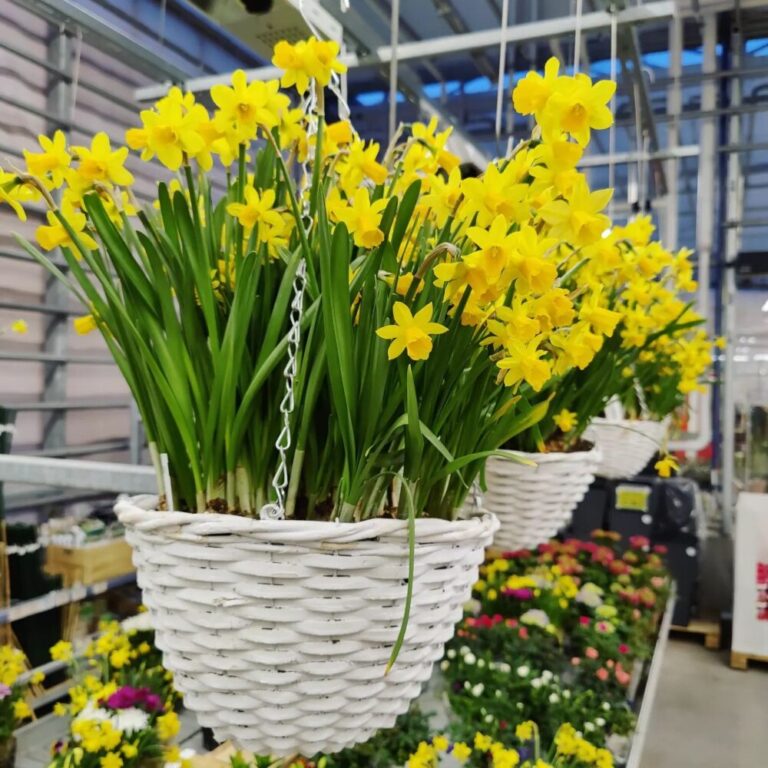 Kotimaiset oman tuotantomme ruukkunarsissit koriamppelissa