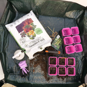 Esikasvatuksen siemenkylvöt voi aloittaa heti vuoden alussa