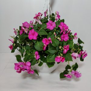 Vaivaton kotimainen ahkeraliisa omasta tuotannostamme aurinkoon tai puolivarjoon