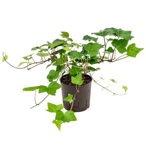 Algerianmuratti on reheväkasvuinen viherkasvi