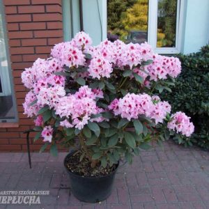 Alppiruusujen Royal-lajikeryhmä on jalostettu käyttämättä aina toisena vanhempana talvenkestävää suomalaista alppiruusulajiketta