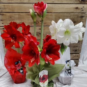Kotimaiset oman tuotantomme 2-vanaiset amaryllikset eri väreissä