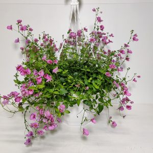 Upea uutuus omasta tuotannostamme